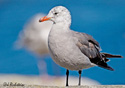 Larus herrmanni